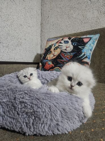посуда для кошек: Шотландские котята (скоттиш) серебристого окраса - Два очаровательных