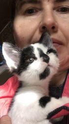 дом для кош: Мышык бекер берилет: Породасыз, Эркек, Лотокко барууга үйрөтүлгөн