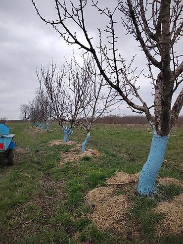 bilgeh ev satilir: 150 sot, Kənd təsərrüfatı, Kupça (Çıxarış) — 2