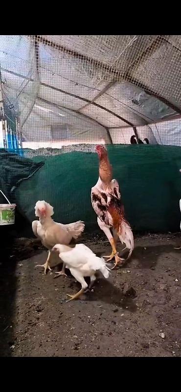 Cücələr: Toyuq cücələri, Damazlıq — 9