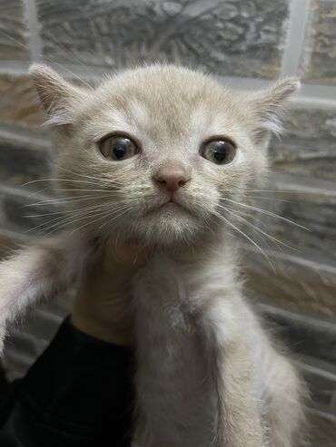 шотландская шоколадная кошка: Скотиш Страйт (Шотландская прямоухая), 2 месяца, Мальчик, Рыжий, Приучена к лотку, Проглистована