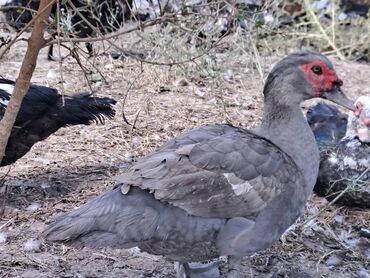 Quş: Salam lal ördəklər satılır .Fərələr 25 xoruzlar 35 azn .Fərələr — 8