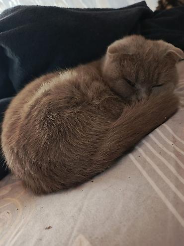 Pişiklər: Şotland — 3