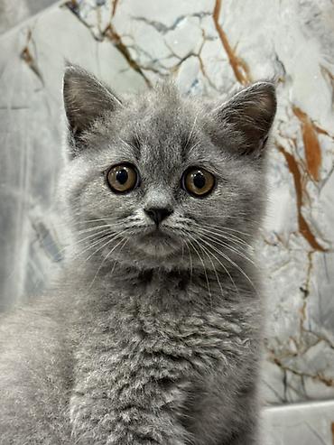 Кошки: Британская, Самка, Платная доставка, Самовывоз — 4