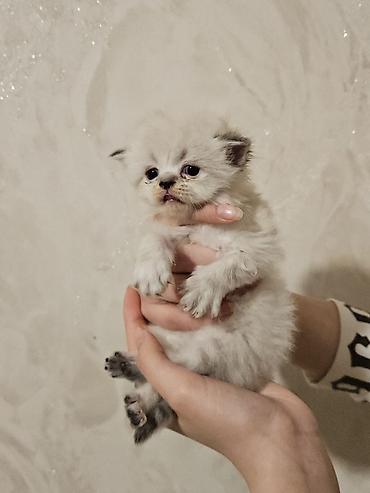 Pişiklər: Fars — 1