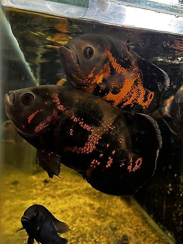 карлик кох: Астронотусы (Oscar, Astronotus ocellatus) — крупные декоративные — 3