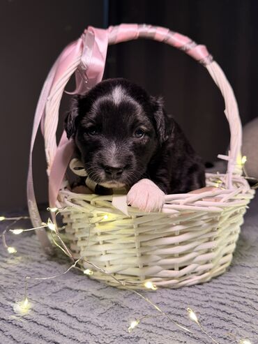 Продажа собак: 🎁 Ищете идеальный подарок к Новому году? Маленький хвостик, который — 12