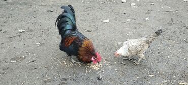 домик для большой собаки: Cüt dekorativ toyuq: rəngarəng xoruz və yüngül rəngli fere xoruz