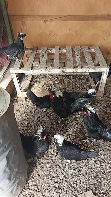 Toyuqlar: Toyuq, Damazlıq, Rayonlara çatdırılma — 5