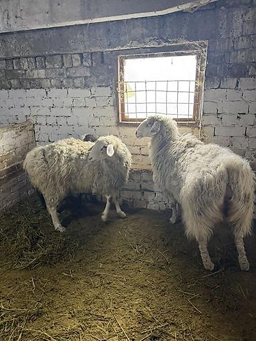 Баран, овца: Продаю | Овца (самка) | На забой, Для разведения | Матка — 4