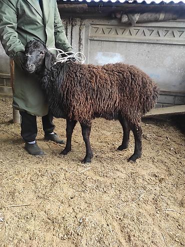 Баран, овца: Продаю | Овца (самка) | Для разведения | Ярка — 2