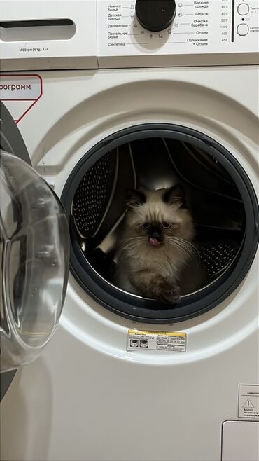 Pişiklər: Şotland uzun tüklü, Erkək, Yaxşı əllərə, Ünvandan götürmə — 2