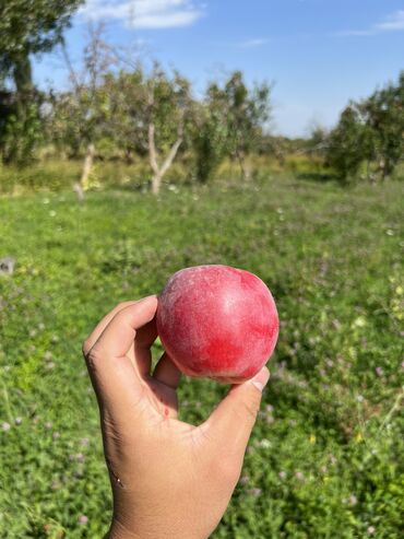 Овощи, фрукты: Алма/Яблоки/Apples Город Бишкек / совхоз Ала тоо 3.5 тонны есть на