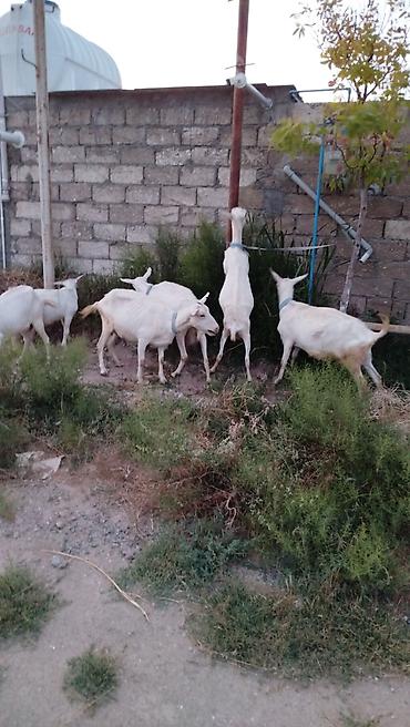 keci satışı: Saanen keçiləri satılır! Gündəlik süd verimi 2, 3, 4 və 5 litrə — 2