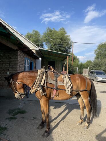 продажа кошек: Ат сатылат рабочий хамут,Ат арава баарын суйройт жашы 8де