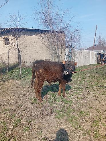 Коровы, быки: Продаю | Бык (самец) | На откорм | Привязанные — 9