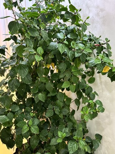 Otaq bitkiləri: Böyük ölçülü otaq bitkiləri dəsti - Fikus elastika (rezin ağacı) — 6