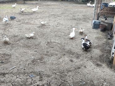 Ördəklər: Dişi, | Kuban, Damazlıq, Ödənişli çatdırılma