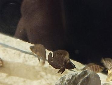 Balıqlar: Cixlid balığı -da lalafo.az — 8 Balıqlar: Cixlid balığı — 8