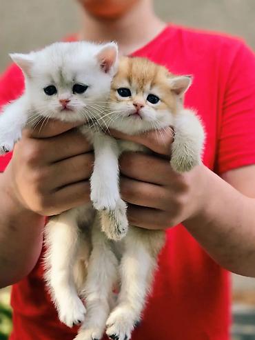 Вязка кошек: Вязка !!! Читайте внимательно! Не продаётся. Молодой привозной котик — 8