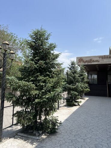 Садовые цветы и кустарники: Продаю ель и клумбы
