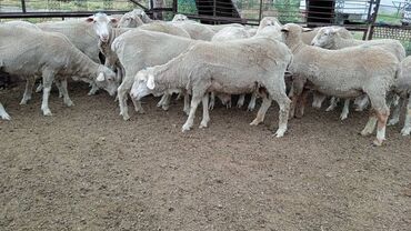 баран рамановский: Продаю чистые мериносы овцы годовалые,молодые 23шт. Большие, жирные на
