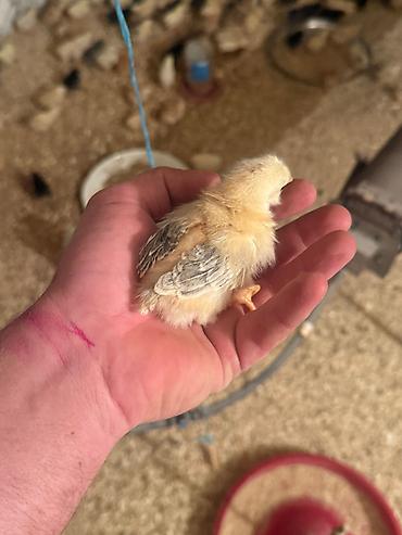 qizil qus: Salam 1 aylığ 1 heftelik 20 günnlük cücələrin satışı münasib qiymətə — 4