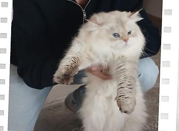 Pişiklər: Ragdoll cinsli balaca pişiklər - Cins: Ragdoll (sakit, mehriban və — 9