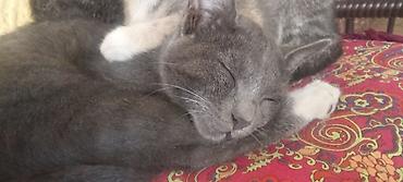 котята шотландцы: 6 месяцев, Мальчик, Метис — 3