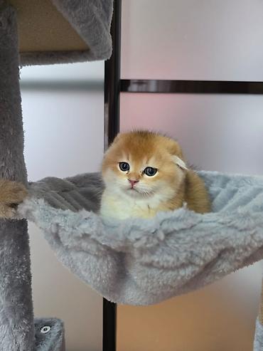 Кошки: Шотландская вислоухая — 8