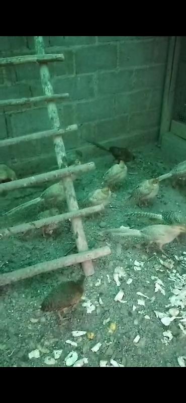 цена фазана: Продаю молодых золотых и лимонных фазанов — 5