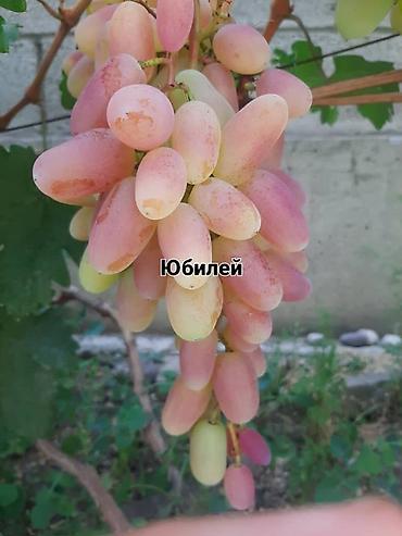 Виноград: НОВИНКИ СЕЛЕКЦИИ ВИНОГРАДА ПРЕМИАЛЬНОГО УРОВНЯ ! ДОМАШНИЙ СЛАДКИЙ — 27