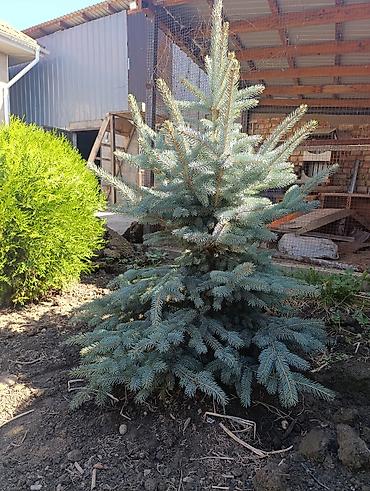 Үй жана бакча: Ель колючая (Picea pungens), голубая форма + туя западная (шаровидная) — 1