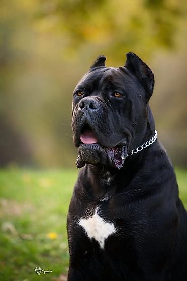pepco psi: Na prodaju prelep mužjak Cane Corso, star 2,5 godine. Socijalizovan — 1