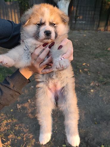 poklanjam štence: Japanska Akita (Akita Inu) stenci rezervacija. Preuzimaju se dva puta — 4