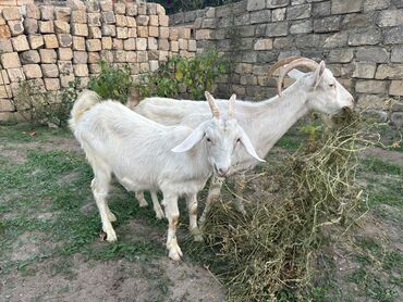 ərəb kecisi: Dişi, Hələb, Zanen, il: 1, Damazlıq, Südlük, Ünvandan götürmə
