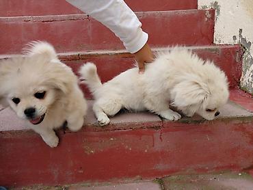 it avçarka: Pekines, 5 ay, Ödənişli çatdırılma — 1
