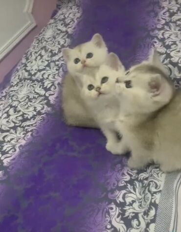 Pişiklər: Şinşilla, Erkək, Cütləşmə üçün -da lalafo.az — 11 Pişiklər: Şinşilla, Erkək, Cütləşmə üçün — 11