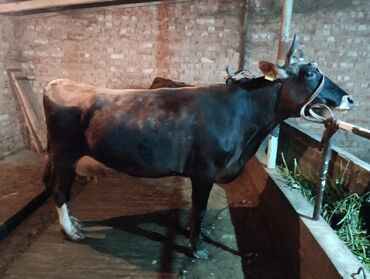 бык герафорд: Продаю | Корова (самка) | Алатауская | Для молока