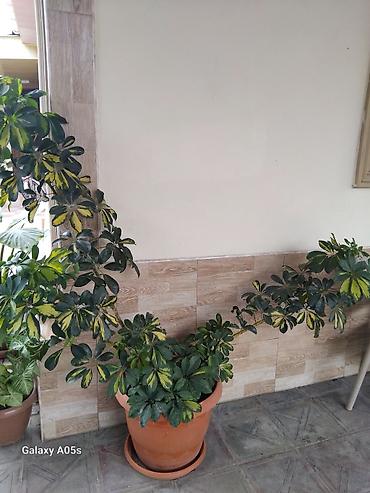 bitki dərmanları satışı: Schefflera (parapet/şemsiyə ağacı) – iri, saçaqlı bəzək kolları - Növ — 1