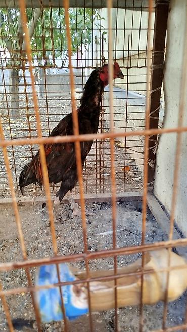 отдам животных даром: Дакан короз сатылат активный алмашу жолдору бар адрес Бишкек Заря — 3