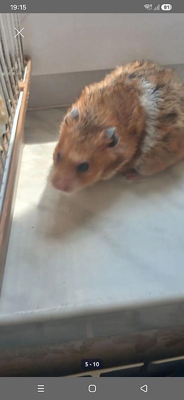 zvonok it satışı: Hamster qefesle bir yerde sahiblendirilir — 1