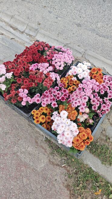 Çöl bitkiləri: 1.50 aznden başlayan qiymətlərlə Xrizantema (Chrysanthemum) bəzək — 13