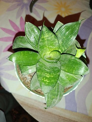 ev guleri: Sukulent – Sansevieria “Hahnii” (Cücə quş yuvası) - Bitki növü — 1