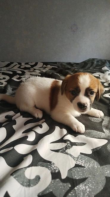 ev itleri ucuz: Çixuahua, 1 ay — 5