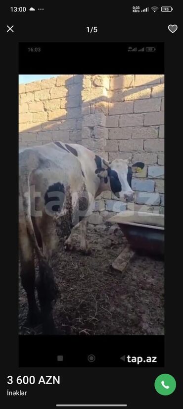 dişi dana: Dişi, Holsteyn, il: 4, Südlük