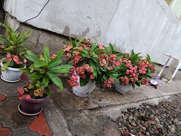 кобылье молоко: 100$ за штуку