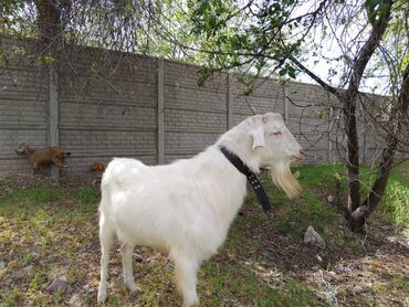 Козы, козлы: Продаю | Коза (самка) | Зааненская | Для молока | Племенные — 6