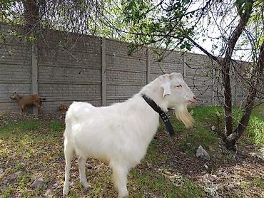 Козы, козлы: Продаю | Коза (самка), Козёл (самец), Козлёнок | Зааненская, Битал | Для разведения, Для молока | Племенные, Котные, Осеменитель — 23