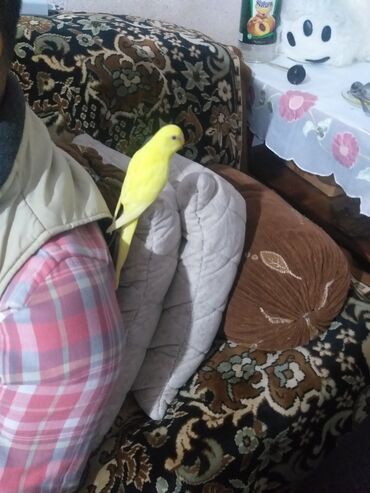 Digər quşlar: 1 aylıg qırmızı göz ələ öyrəşmiş quşdu
sumqayit — 10